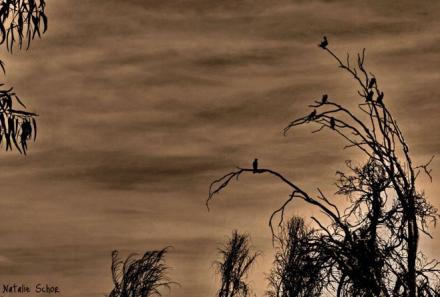 Natalie Schor: Photography "Sleeping Birds"